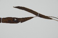 單葉雙蓋蕨藏品圖，第3張