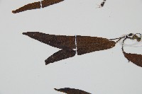 單葉雙蓋蕨藏品圖，第4張