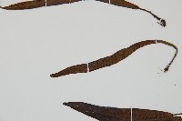 單葉雙蓋蕨藏品圖，第5張