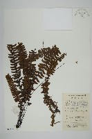 生芽鐵角蕨藏品圖，第1張