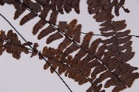 生芽鐵角蕨藏品圖，第3張