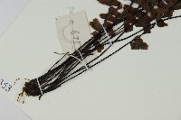 生芽鐵角蕨藏品圖，第4張