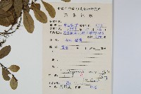 骨牌蕨藏品圖，第2張