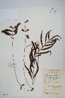 橢圓線蕨藏品圖，第1張