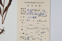 橢圓線蕨藏品圖，第2張