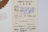 日本狗脊蕨藏品圖，第2張