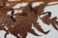 日本狗脊蕨藏品圖，第3張