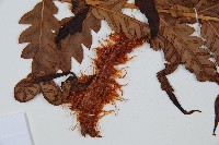 日本狗脊蕨藏品圖，第4張