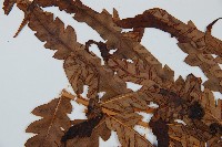 日本狗脊蕨藏品圖，第5張