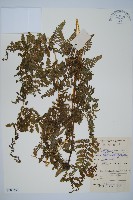 碗蕨藏品圖，第1張