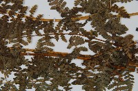 碗蕨藏品圖，第3張