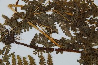 碗蕨藏品圖，第4張