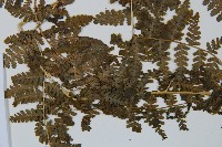 碗蕨藏品圖，第5張