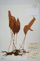 石葦藏品圖，第1張