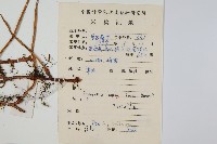 石葦藏品圖，第2張