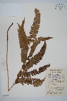 斜方複葉耳蕨藏品圖，第1張