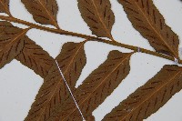 萊氏鐵角蕨藏品圖，第3張