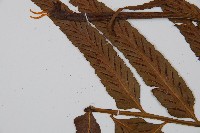 萊氏鐵角蕨藏品圖，第4張