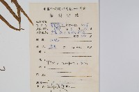 箭葉鳳尾蕨藏品圖，第2張