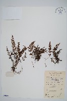 日本金粉蕨藏品圖，第1張