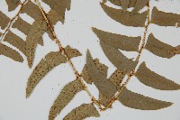 鐮羽貫眾藏品圖，第3張