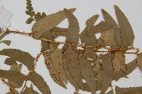 鐮羽貫眾藏品圖，第4張