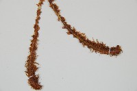 鐮羽貫眾藏品圖，第5張