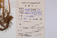 邊緣鱗蓋蕨藏品圖，第2張