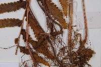 邊緣鱗蓋蕨藏品圖，第3張