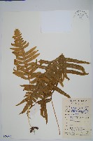 友水龍骨藏品圖，第1張