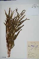 箭葉鱗始蕨藏品圖，第1張