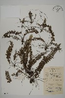 鞭葉鐵線蕨藏品圖，第1張