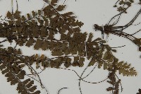 鞭葉鐵線蕨藏品圖，第4張