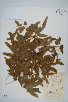 曲軸海金沙藏品圖，第1張