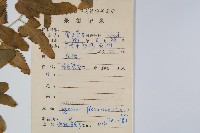 曲軸海金沙藏品圖，第2張