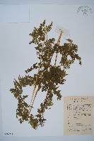 華南鱗蓋蕨藏品圖，第1張