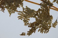 華南鱗蓋蕨藏品圖，第3張