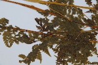 華南鱗蓋蕨藏品圖，第4張