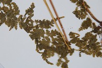 華南鱗蓋蕨藏品圖，第5張