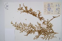 燈龍草藏品圖，第1張