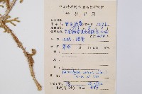 燈龍草藏品圖，第2張