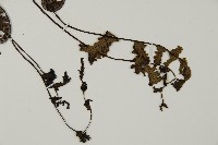 多鱗粉背蕨藏品圖，第4張