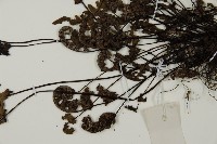 多鱗粉背蕨藏品圖，第5張