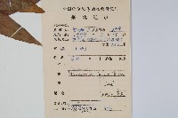 箭葉星蕨藏品圖，第2張