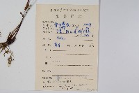 碎米蕨藏品圖，第2張