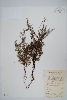 碎米蕨藏品圖，第1張