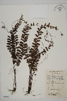 鞭葉鐵線蕨藏品圖，第1張