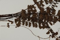 鞭葉鐵線蕨藏品圖，第4張