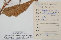 披針貫眾蕨藏品圖，第2張