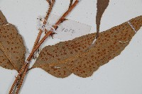 披針貫眾蕨藏品圖，第3張